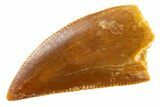 Serrated Raptor Tooth - Real Dinosaur Tooth #347017-1